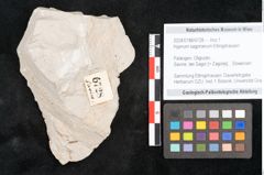 Foto (Objekt + Etikett) von Hypnum sagorianum Ettingshausen (NHMW-GEO-2024-0188-6728)